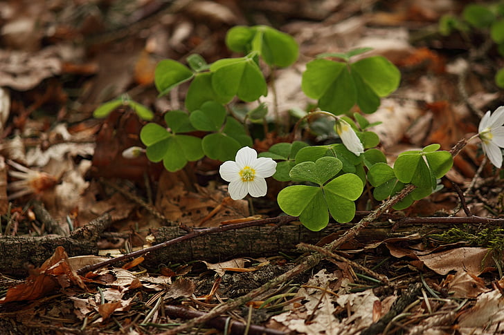 Embracing Sustainability: Why Ecosystems Matter
